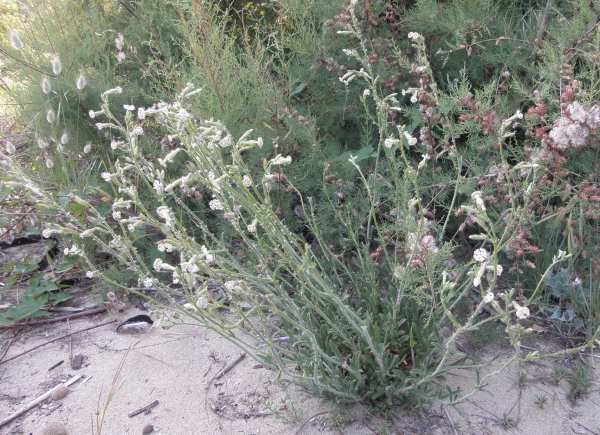 Silene niceensis / Silene nizzarda